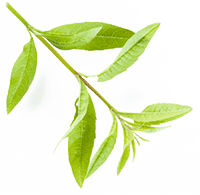 feuille1-min feuille1-min
