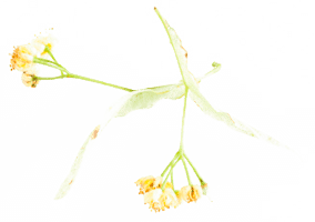 fleur1-min fleur1-min
