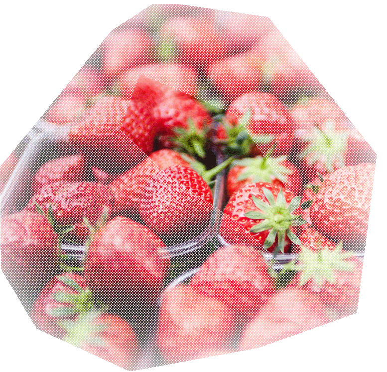 fraises fraises